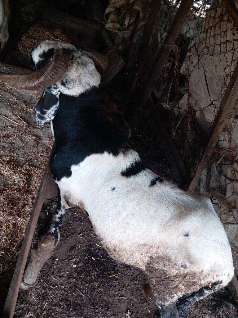 Large ram - Grabb Livestock