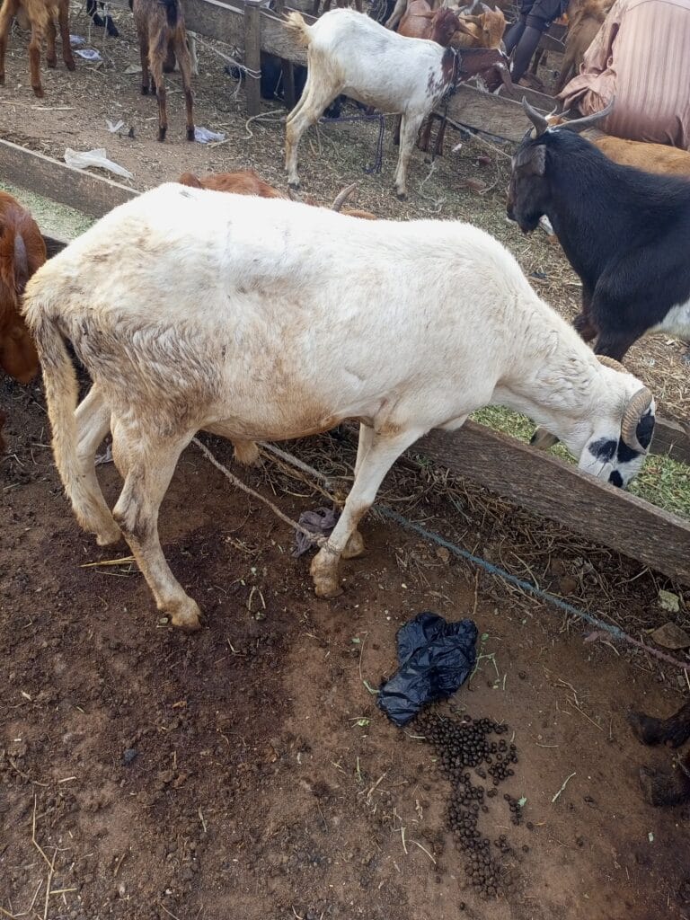 Small Ram - Grabb Livestock
